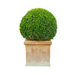 Buxus