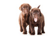 Two Chocolate Retriever puppies on isolated white Two Chocolate Retriever puppies on isolated white