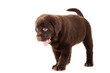 Chocolate Retriever puppy on isolated white Chocolate Retriever puppy on isolated white