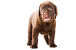 Chocolate Retriever puppy on isolated white Chocolate Retriever puppy on isolated white