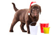 Retriever puppy with three buckets on isolated white Retriever puppy with three buckets on isolated white
