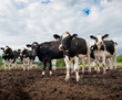 Group of cows