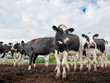 Group of cows