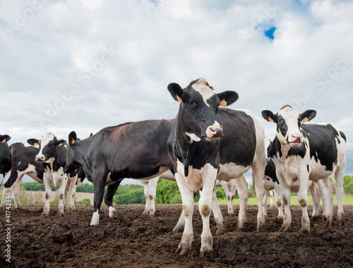 Photo: Group of cows Group of cows