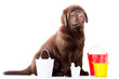 Retriever puppy with three buckets on isolated white Retriever puppy with three buckets on isolated white
