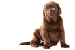 Chocolate Retriever puppy on isolated white Chocolate Retriever puppy on isolated white