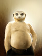suricate