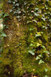 Moss covered tree trunck Moss covered tree trunck