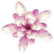 Ilustración: a pink echinopsis cactus flower isolated on white a pink echinopsis cactus flower isolated on white