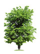 elm, isolated