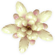 Ilustración: a cream echinopsis cactus flower isolated on white a cream echinopsis cactus flower isolated on white