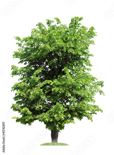 Photo: elm, isolated elm, isolated