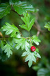 Red berry Red berry