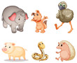 Animal series