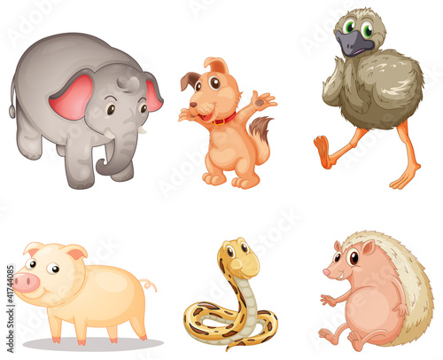 Vektor: Animal series Animal series