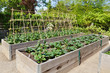 Kitchen Garden