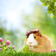 Abstract natural backgrounds with funny guinea pig Abstract natural backgrounds with funny guinea pig