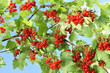 Johannisbeeren