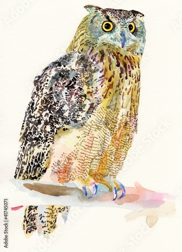 Illustration: original watercolor painting of bird, owl on a branch original watercolor painting of bird, owl on a branch
