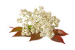 fleur de photinia