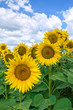 Sunflower field.