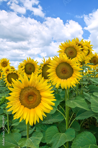 Foto: Sunflower field. Sunflower field.
