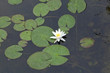 white water lily pond with water and green leaves