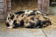 Sleeping pigs