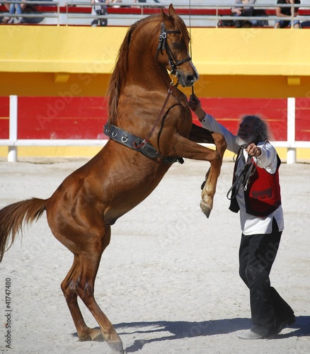 Photo: Spectacle de dressage Spectacle de dressage