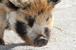 Wild boar