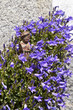Decorative espagolette among campanula flowers