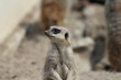 Meercat