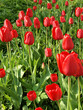 Red tulips growing in Lithuanian green field Red tulips growing in Lithuanian green field