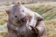 wombat