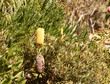 Development stages of Banksia