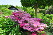 Azaleenstrauch im Garten