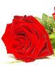 red rose