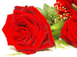 red rose