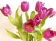 violet tulips
