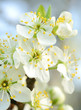 Cherry blossom