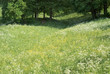 Springtime Meadow Springtime Meadow
