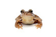 Kröte (Bufonidae) Kröte (Bufonidae)