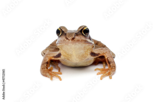 Foto: Kröte (Bufonidae) Kröte (Bufonidae)