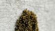 Pile of baby spiders rack focus