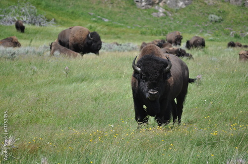 Photo: Bison Yellowstone Bison Yellowstone