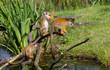 Common squirrel monkey s