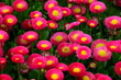 Foto: Bellis - Gänseblümchen Bellis - Gänseblümchen