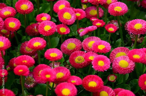Foto: Bellis - Gänseblümchen Bellis - Gänseblümchen