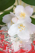 Spring flower jasmine with reflection in the water