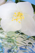 Spring flower jasmine with reflection in the water